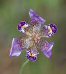 Propeller flower